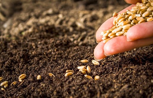 Importation et distribution de matériel et de produits agricoles : Le point 1 semences graines maroc 3