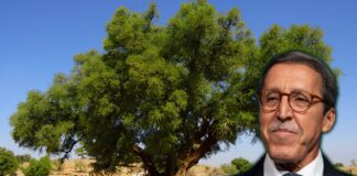 Omar Hilale : l’arganier, de l’arbre marocain au symbole universel de résilience climatique