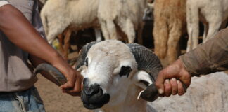 Aïd Al-Adha 2026 : Aziz Akhannouch encadre la vente des moutons pour limiter les hausses injustifiées des prix