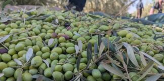 Des olives marocaines retirées aux Pays-Bas après la détection d’un taux élevé de plomb