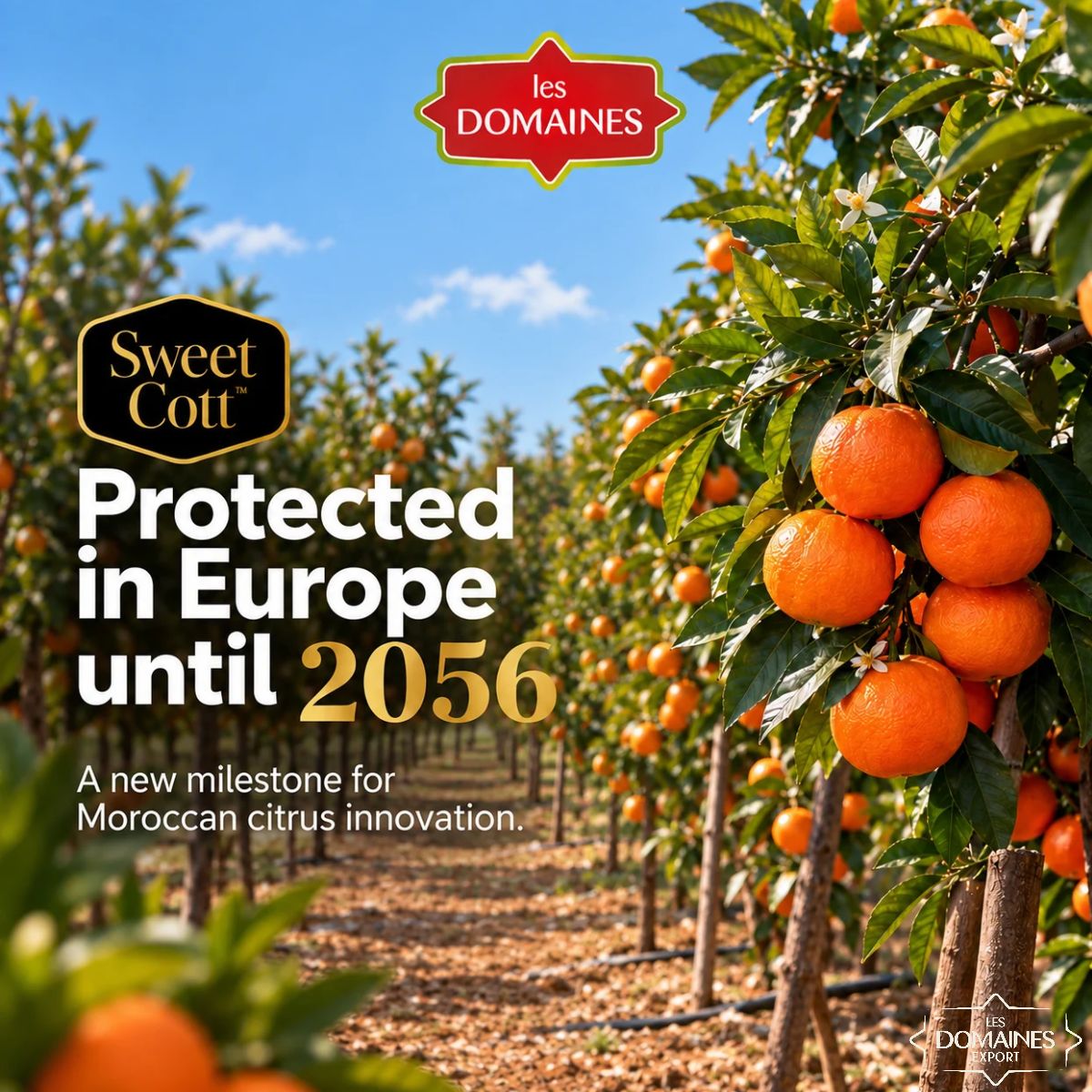 SweetCott, la mandarine des Domaines Agricoles, obtient une protection européenne jusqu’en 2056